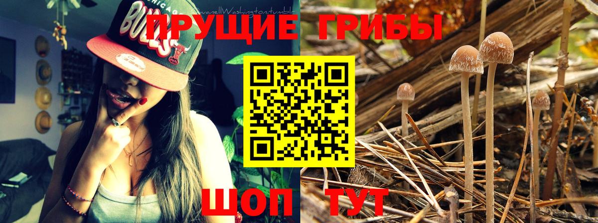 Псилоцибиновые грибы прущие грибы Домодедово